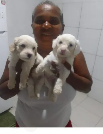poodle