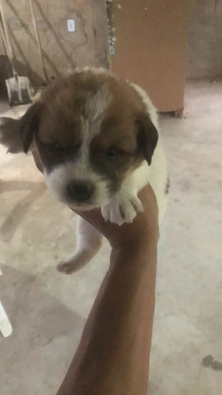 Doacao de filhotes so restaram 3  - Foto 4