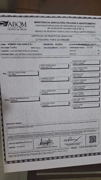 Garanhão QM, Romany For Cash - (TE), P273979  - Foto 2