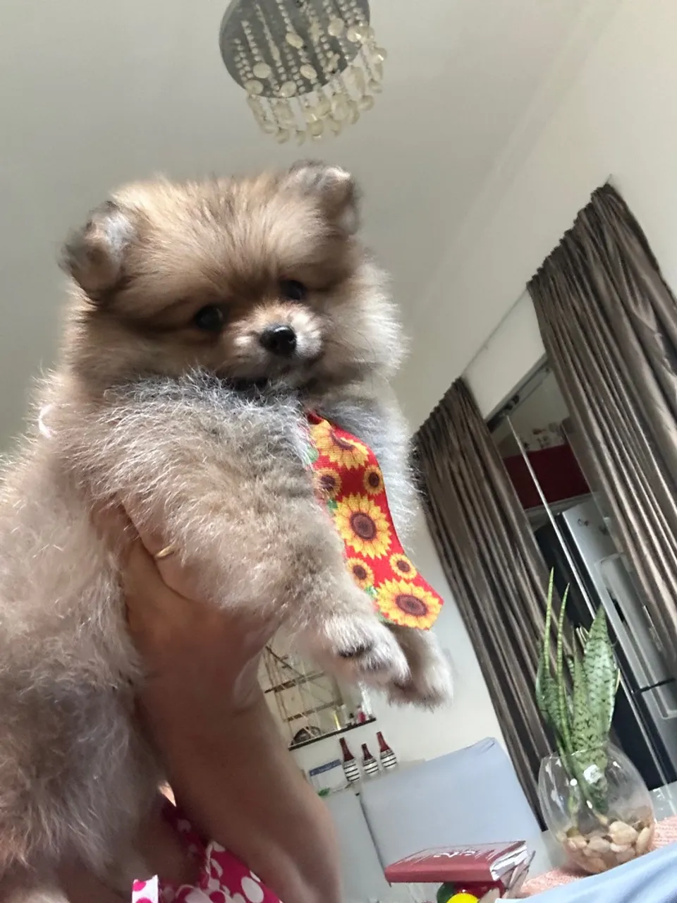   Spitz alemão 