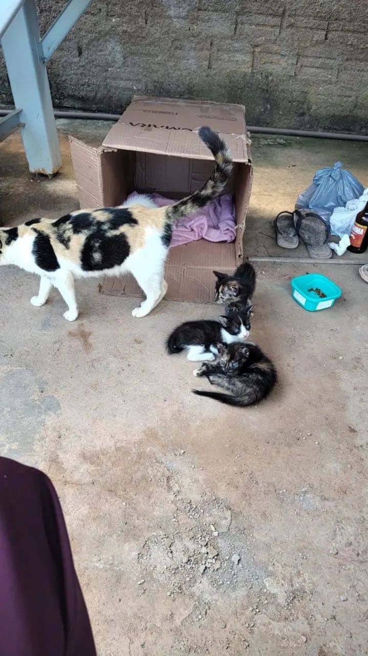 Gatinhos fofinhos para adoção - Foto 2
