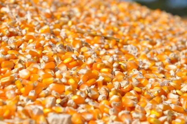 Milho em grão (saco 25 kg)