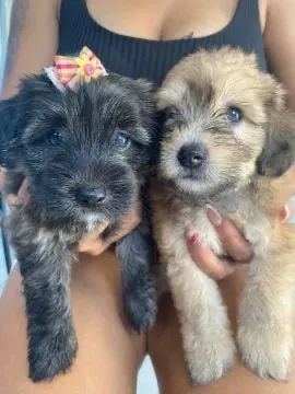 Shitzu com yorkshire caminha brinde zap (85)99990.2592