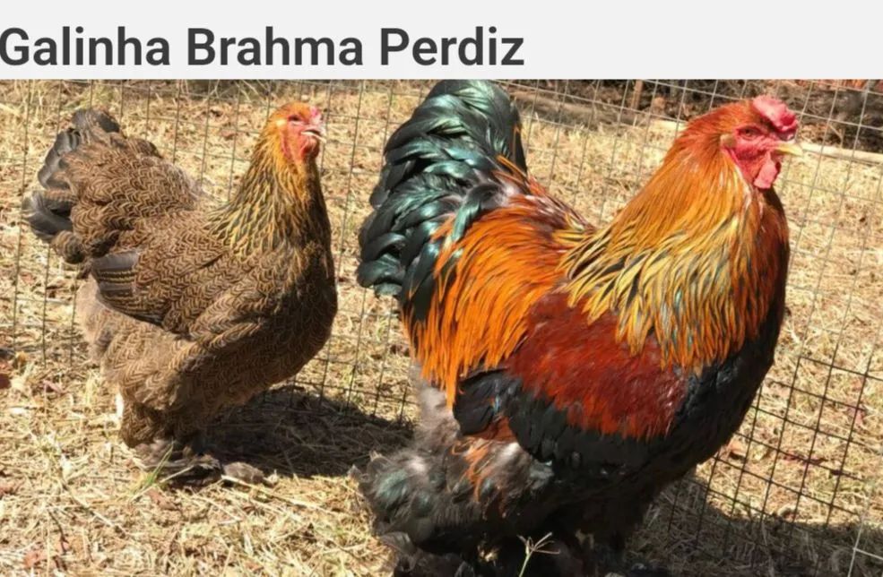 Galinhas Brahma White - Para doação  - Foto 3