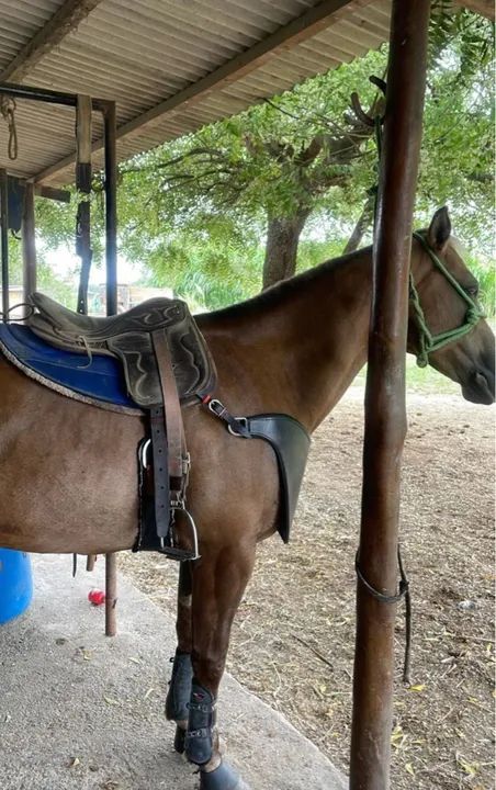 ÉGUA DE ESTEIRA ( VAQUEJADA ) - Foto 2