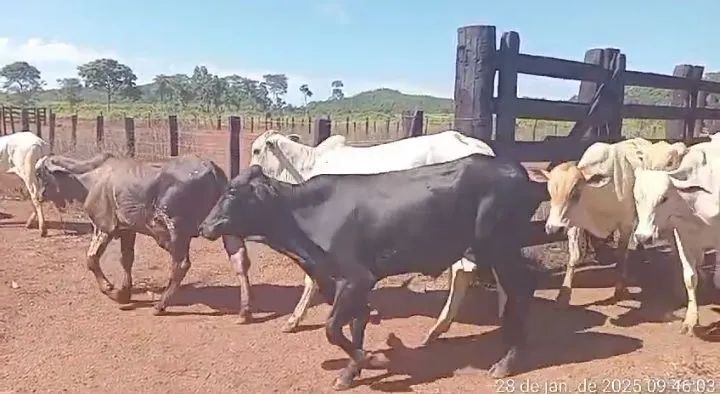 Vendo lote de 170 cabeça de garrote  - Foto 2