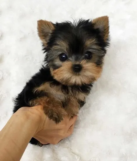 Yorkshire: tao mandao ,charme em forma de cachorro.