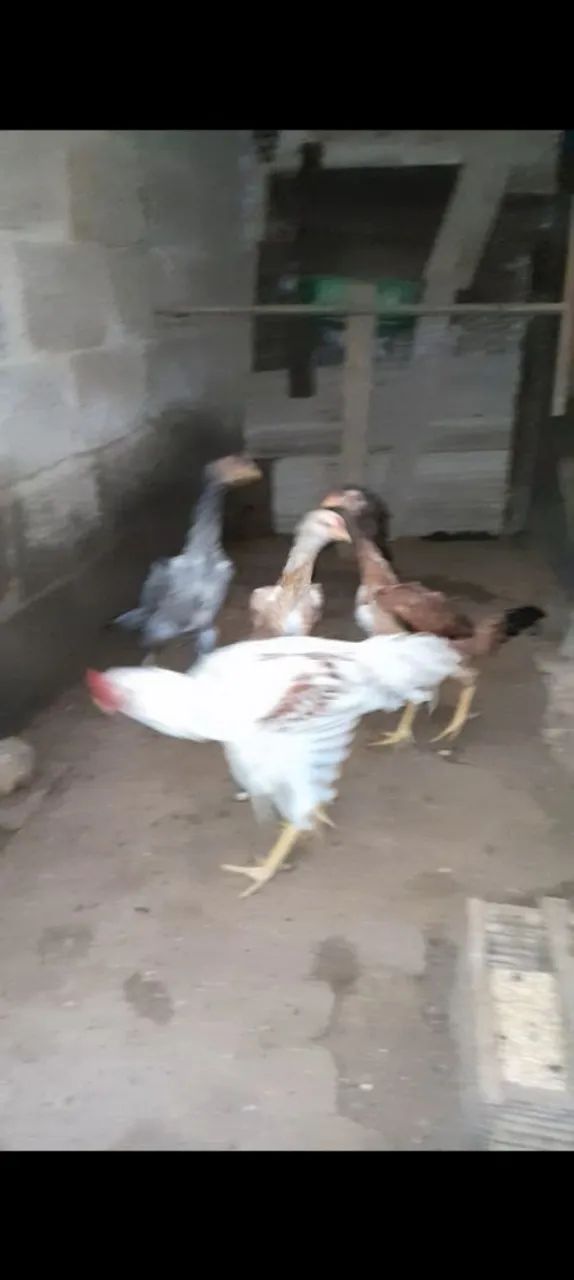 3 franga genética e procedência  - Foto 3