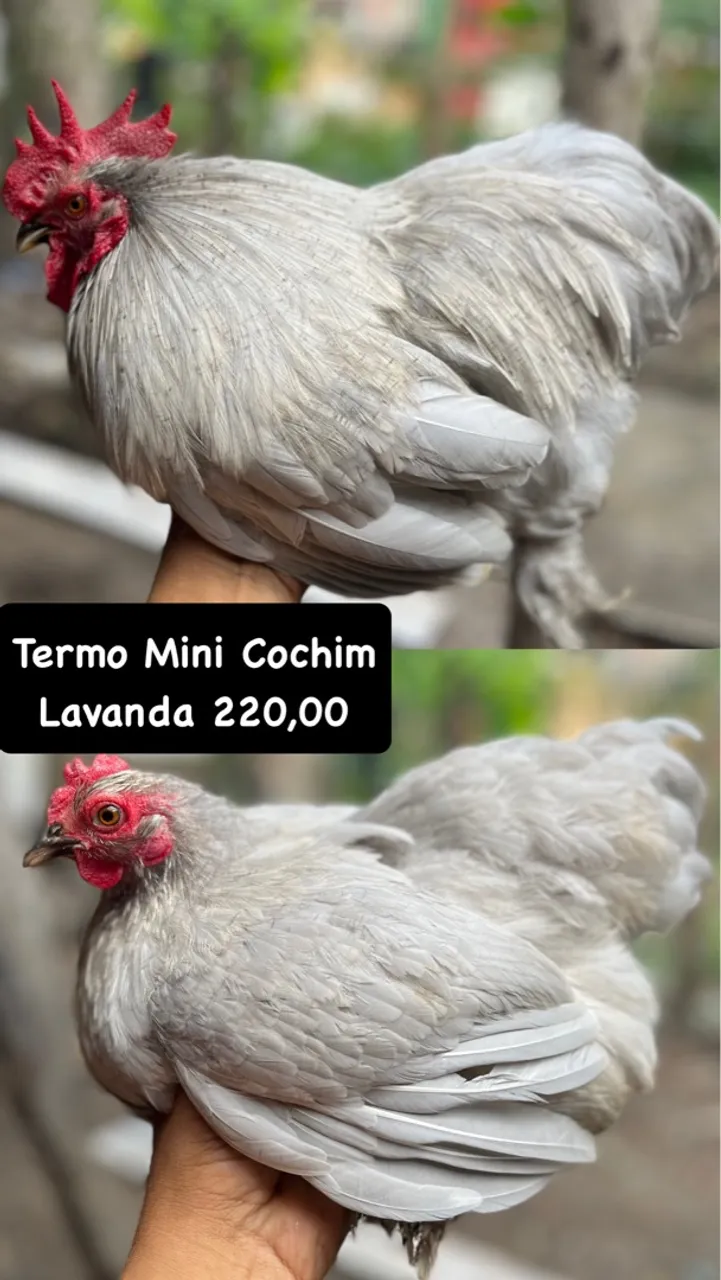 Galinha Mini Cochim