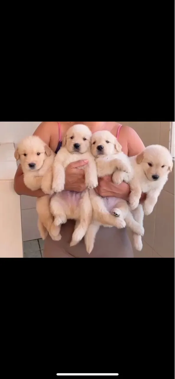 Golden retriever