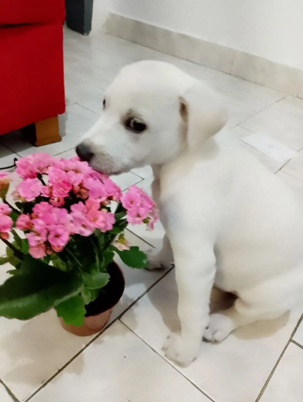 Filhote de Labrador