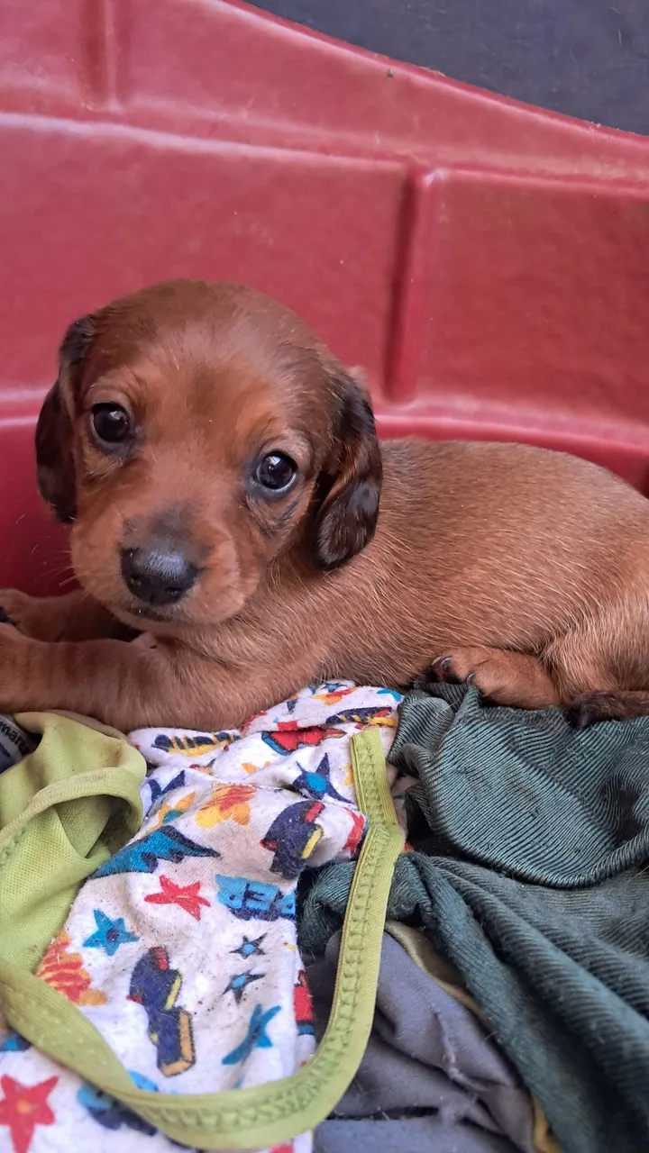 Filhote de Dachshund fêmeas
