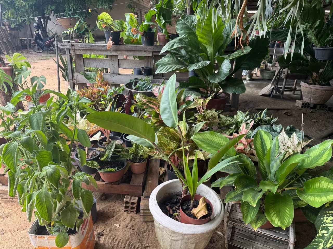 Plantas64294099085699121