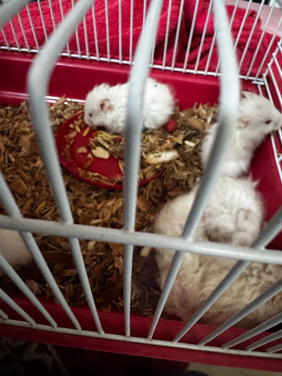 Hamster 63824580167041122