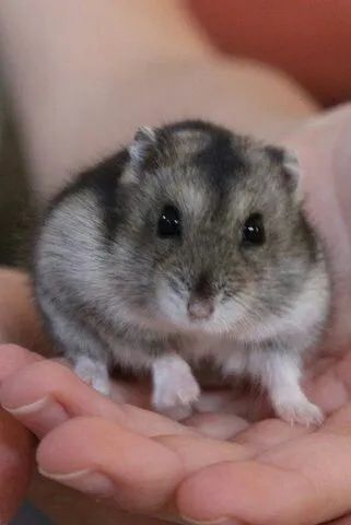 Hamster