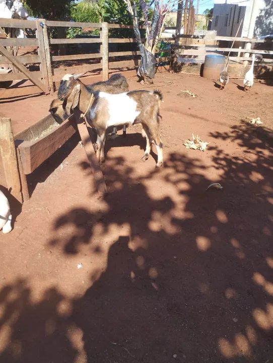 Vendo bode reprodutor  - Foto 3