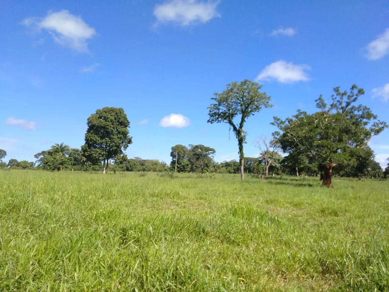 FAZENDA 99 ALQUEIRES EM APARECIDA DO TABOADO