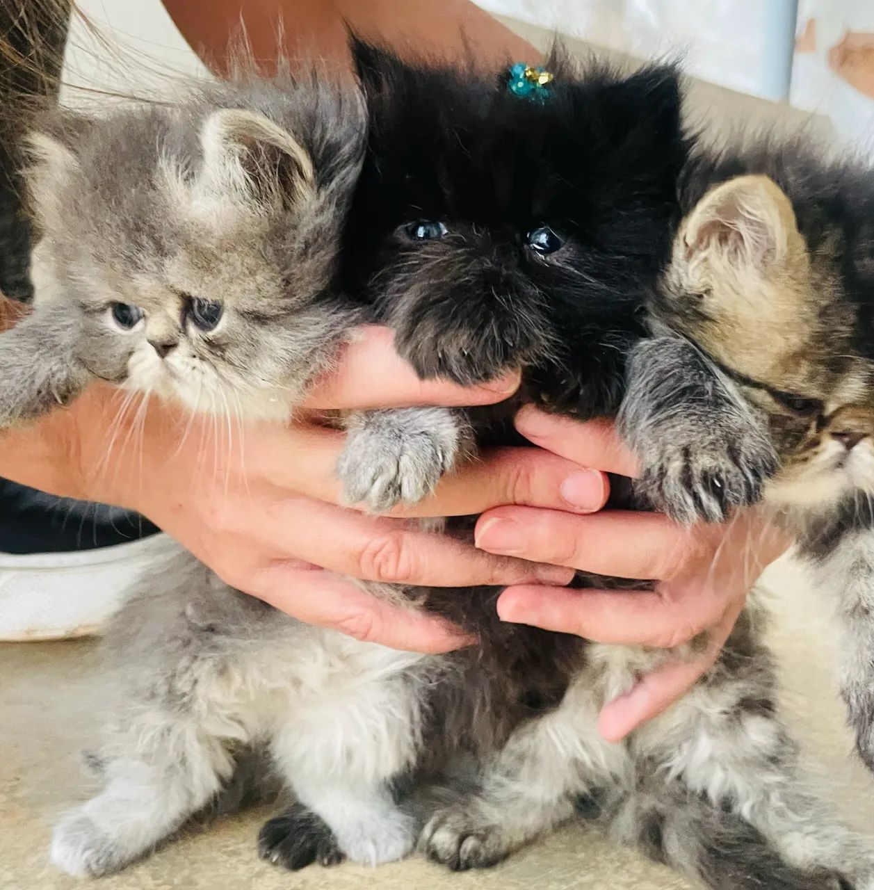 Gato persa 64276928973697124