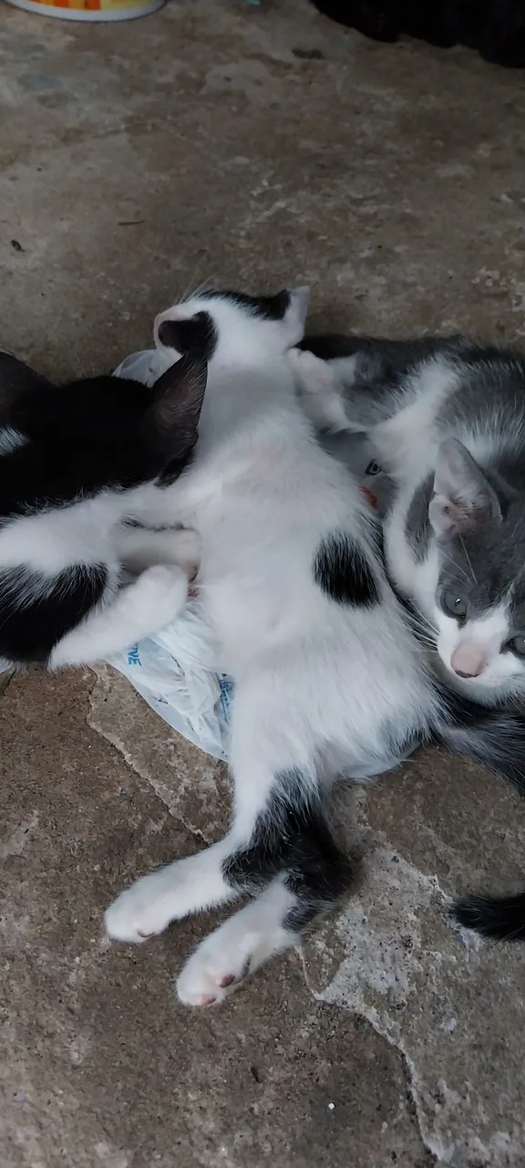 Doação de Gatos