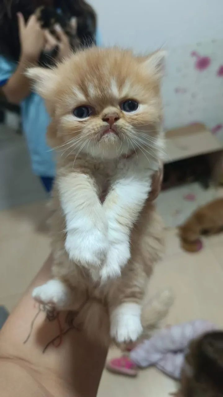 Filhotes de Gato Persa - Foto 2