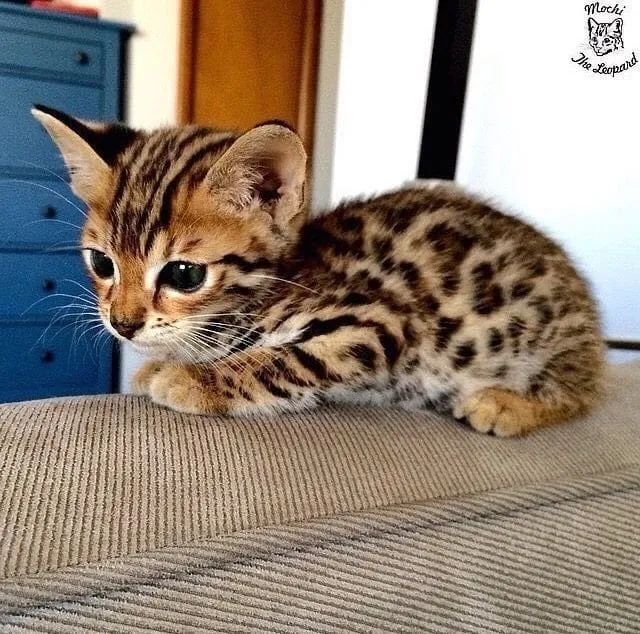 Bengal 