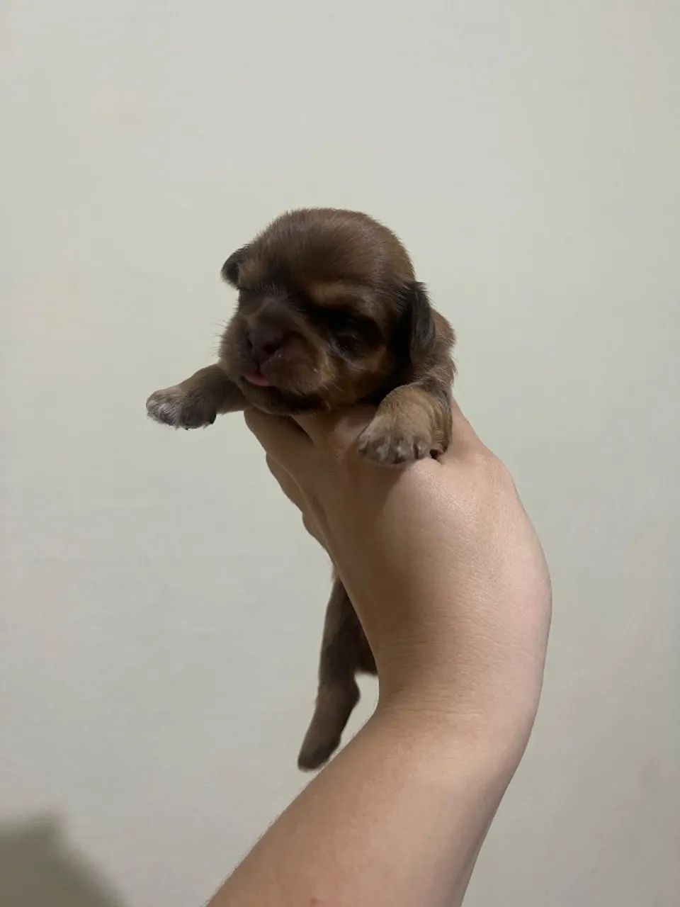 Lhasa apso - Foto 4