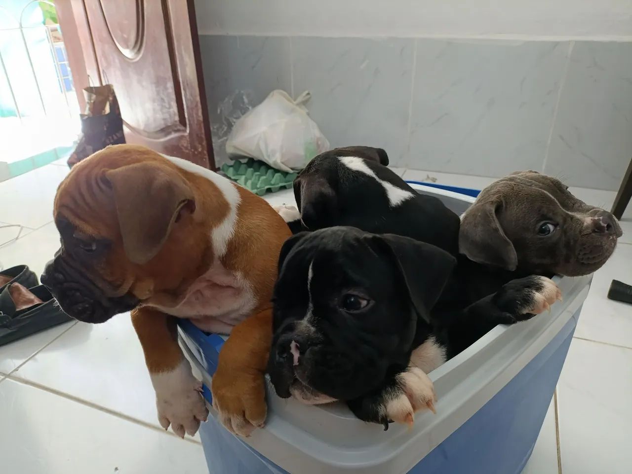 Filhotes American bully micro  - Foto 2
