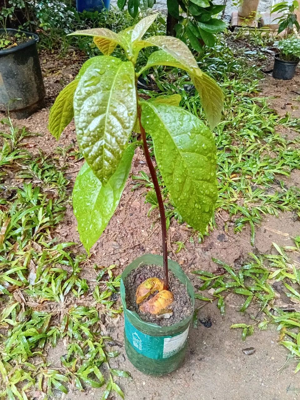 Muda de Abacate 