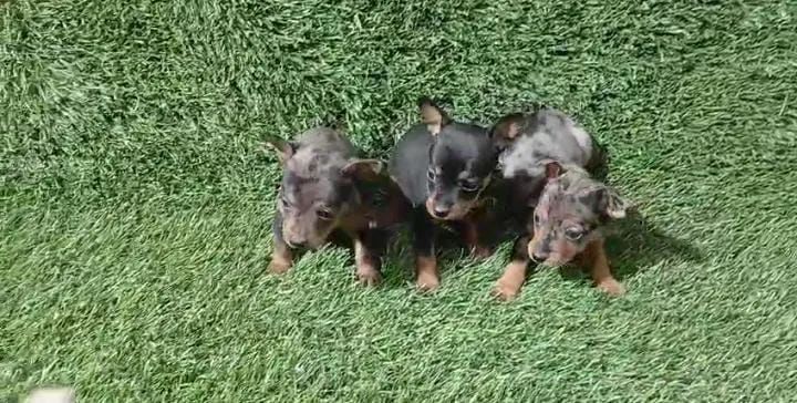Pinscher machos  - Foto 5
