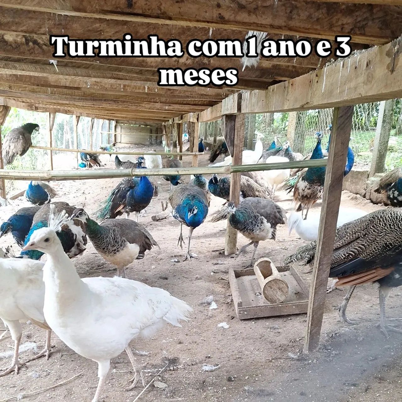 Algumas aves disponíveis para venda  - Foto 4