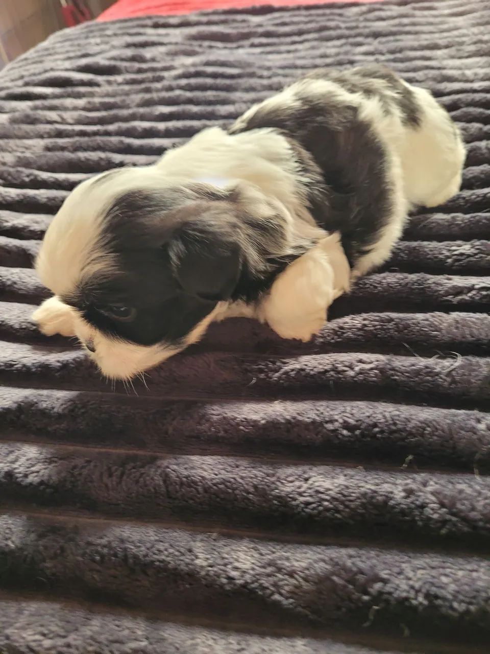 Cachorro  shituz  - Foto 5