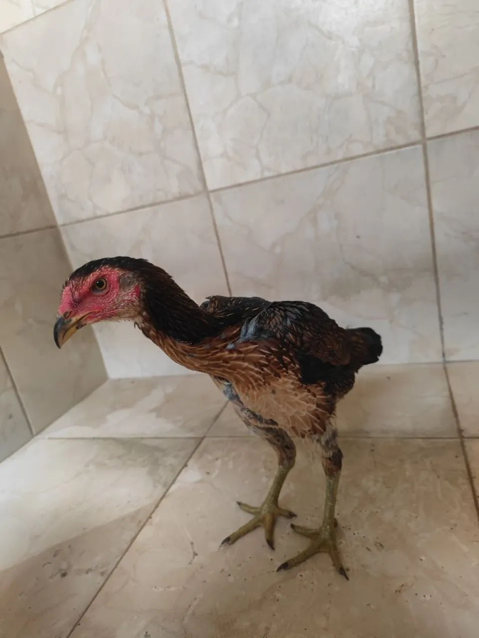 1 frango e 4 galinhas Tailandês com ganoi  - Foto 4