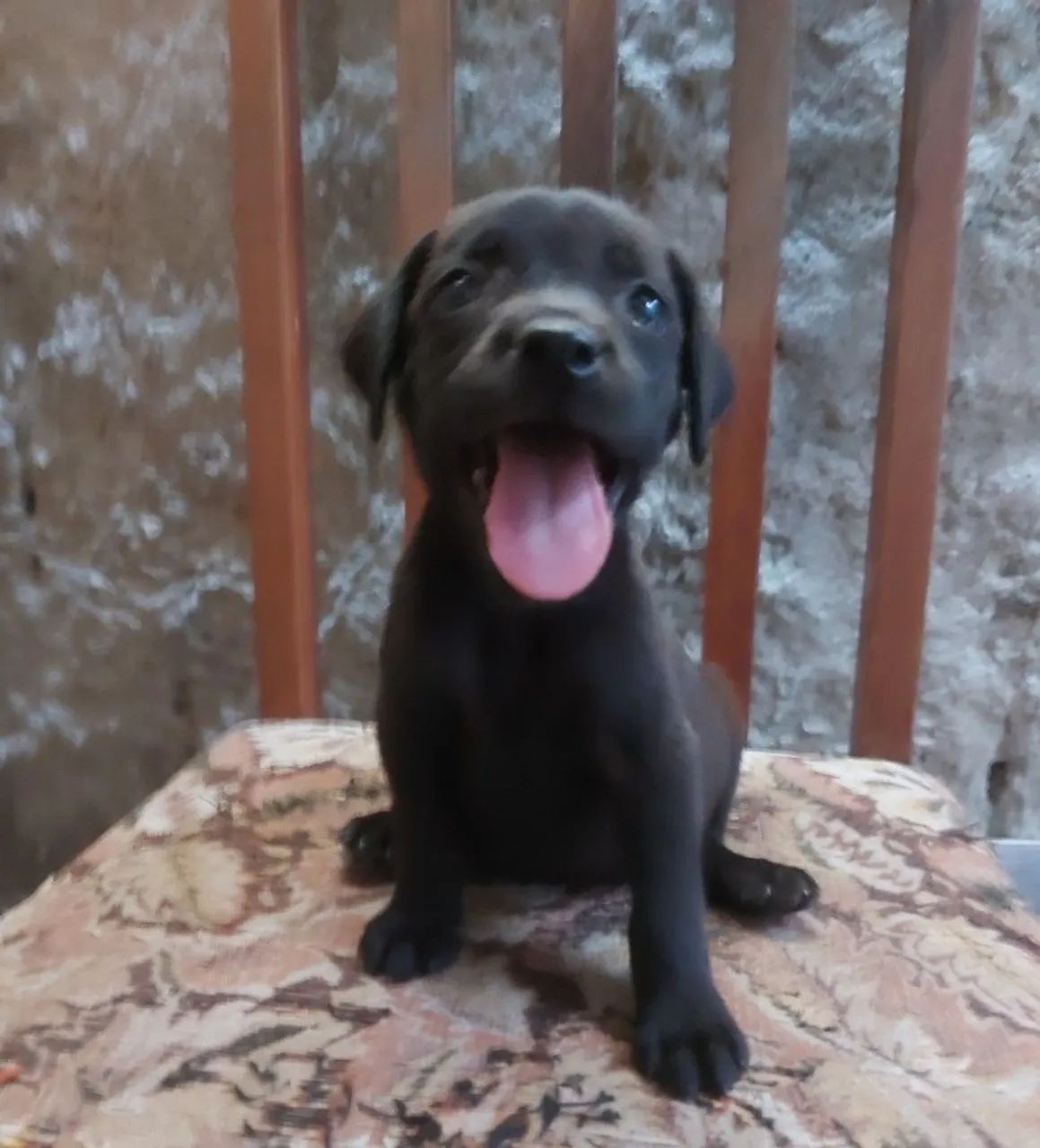 Labrador - Foto 4