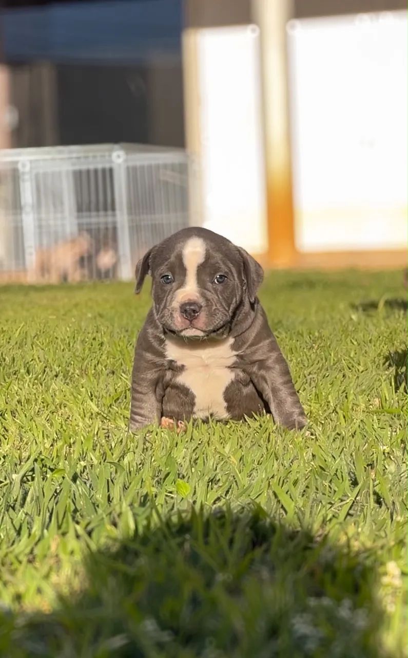 Filhotes de american bully a venda - Foto 4