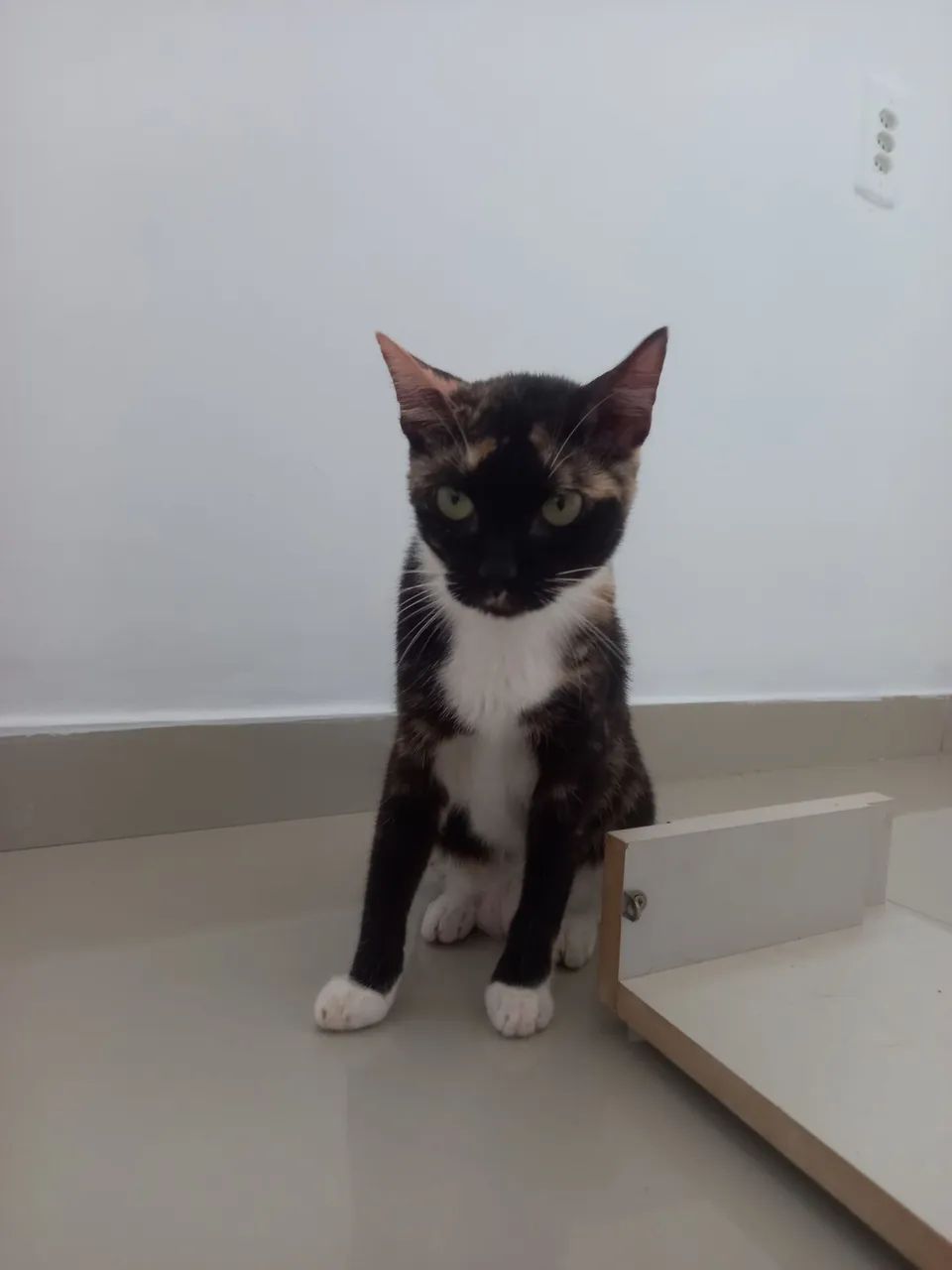 Gatinha Castrada para Doação. - Foto 5