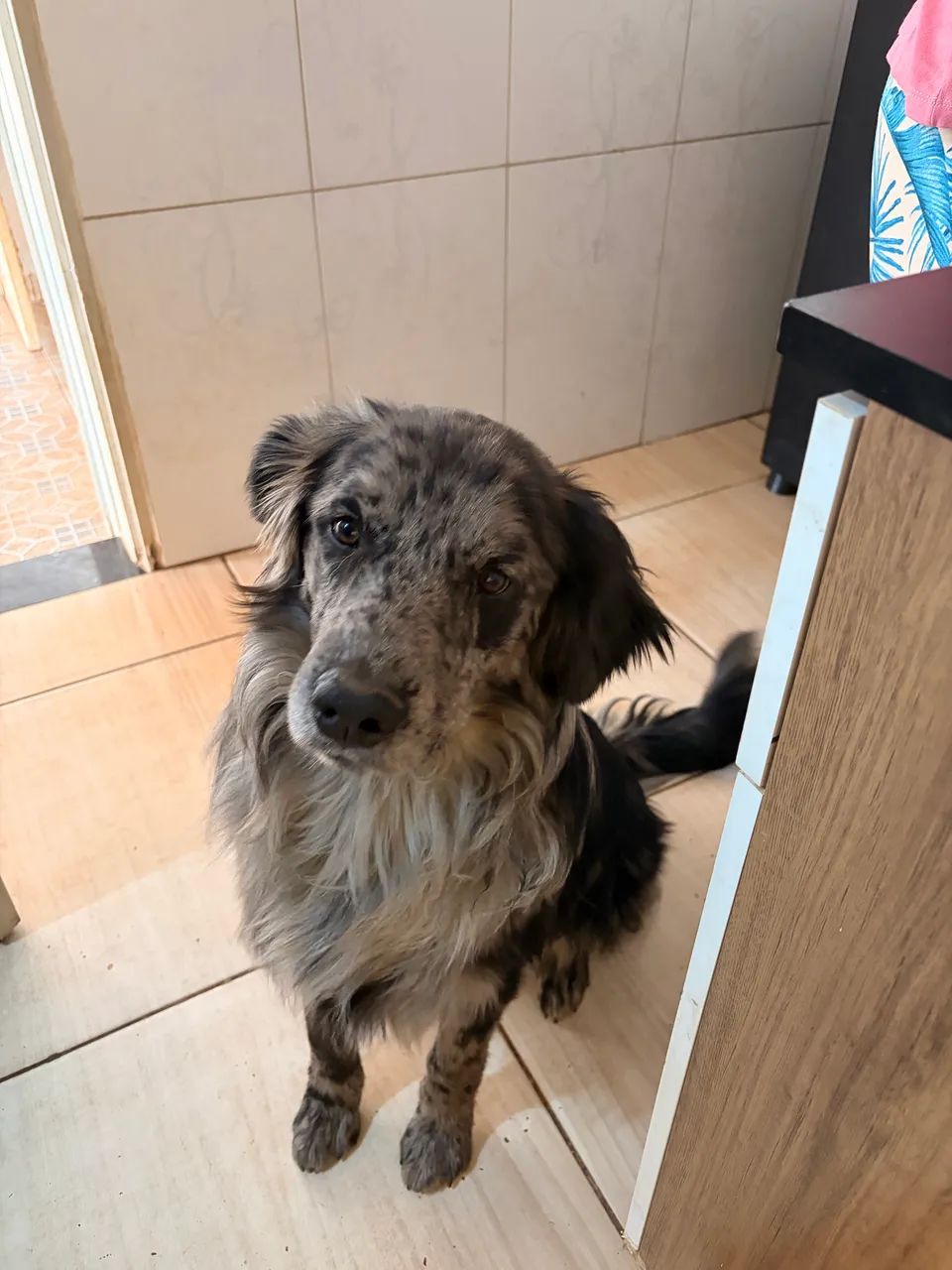 Doação de cachorro - Foto 2
