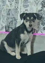 Doação de cachorro - Foto 2