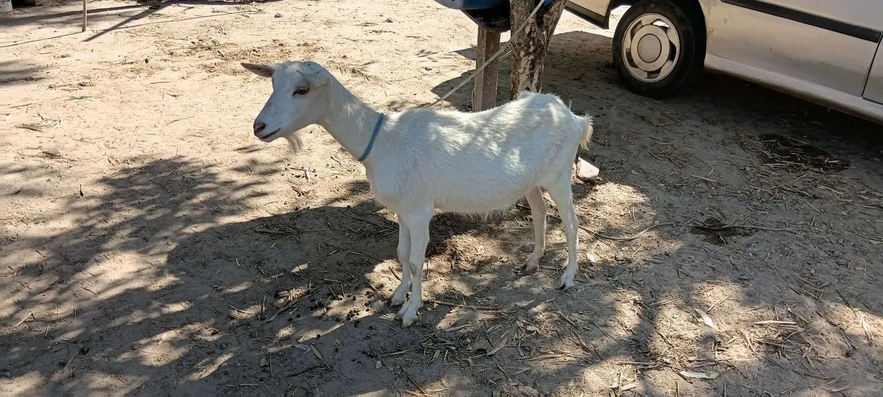 Cabra e cabrito  - Foto 2