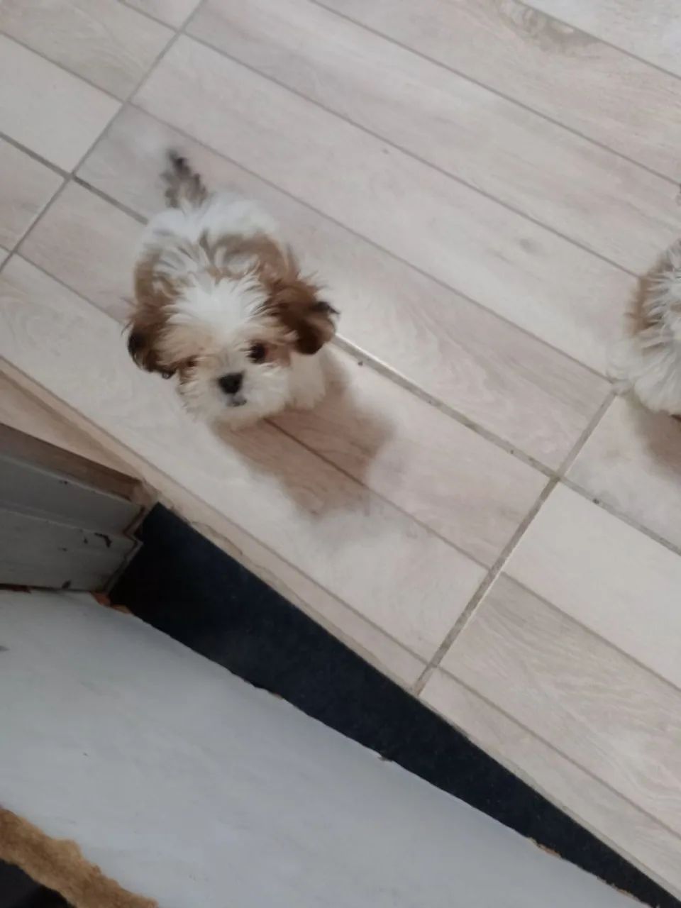 Shitzu mini - Foto 3