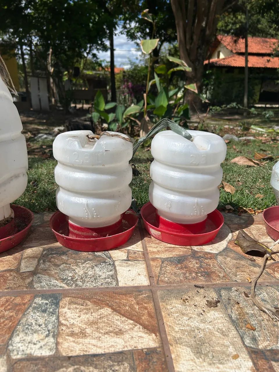 Bebedor galinha, frango, pintinho - Foto 2