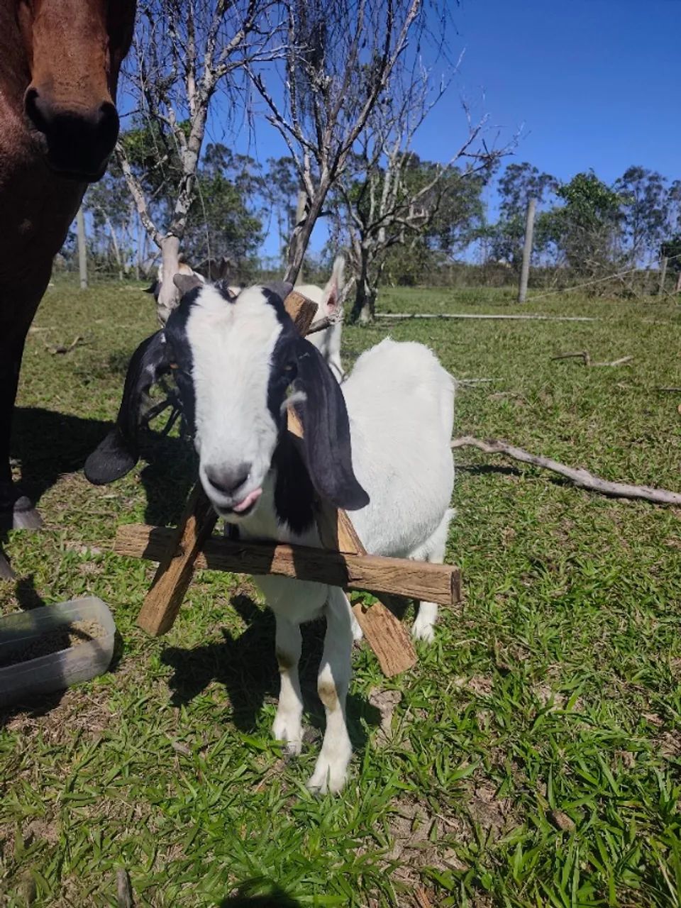 Cabra Leiteira - Foto 2