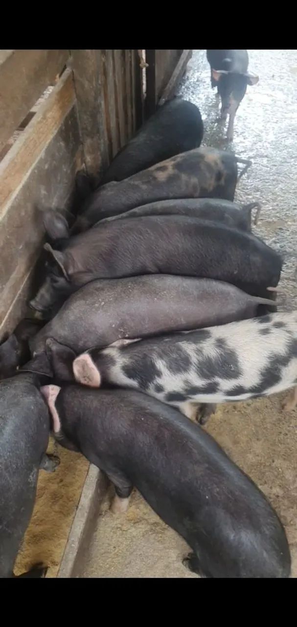 Vende-se porcos caipira 270 um pelo outro pra levar todos tenho 16 porcos  - Foto 4