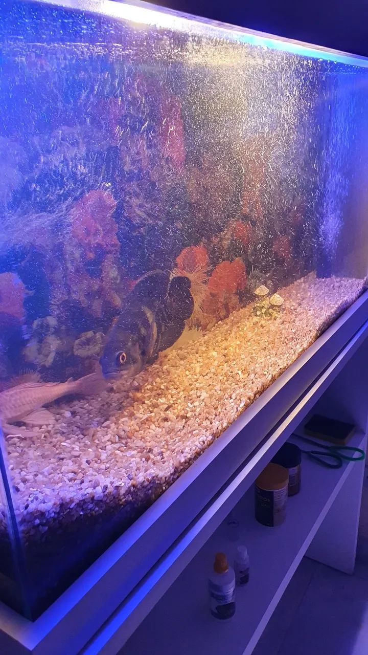 Lindo aquário  - Foto 3