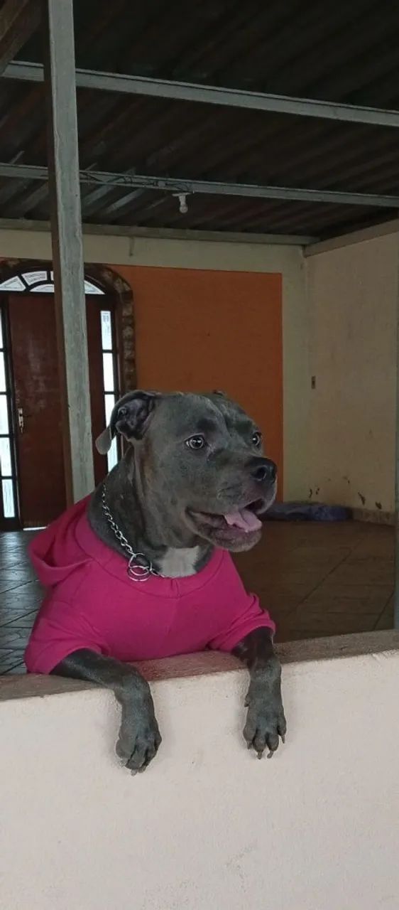 Fêmea de American Bully