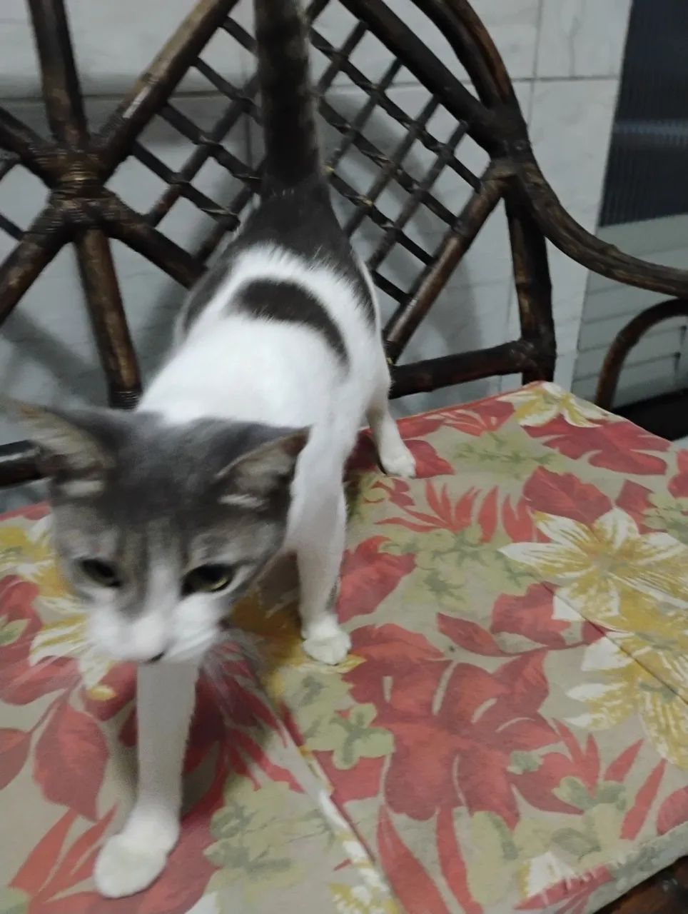 Adoção responsável  - Foto 3