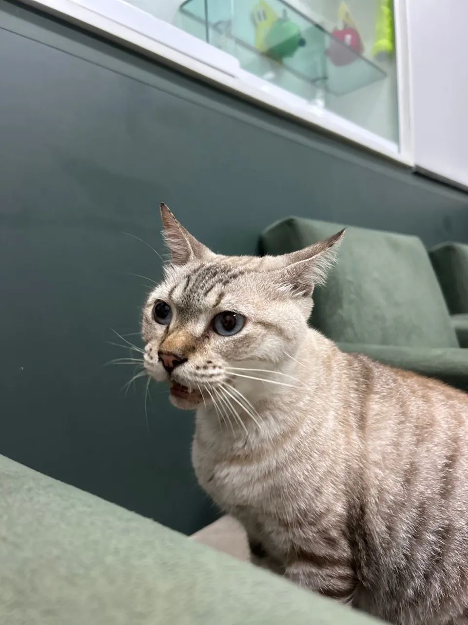 Gato encontrado no Janga, rua do Lojão dos Presentes - Foto 3