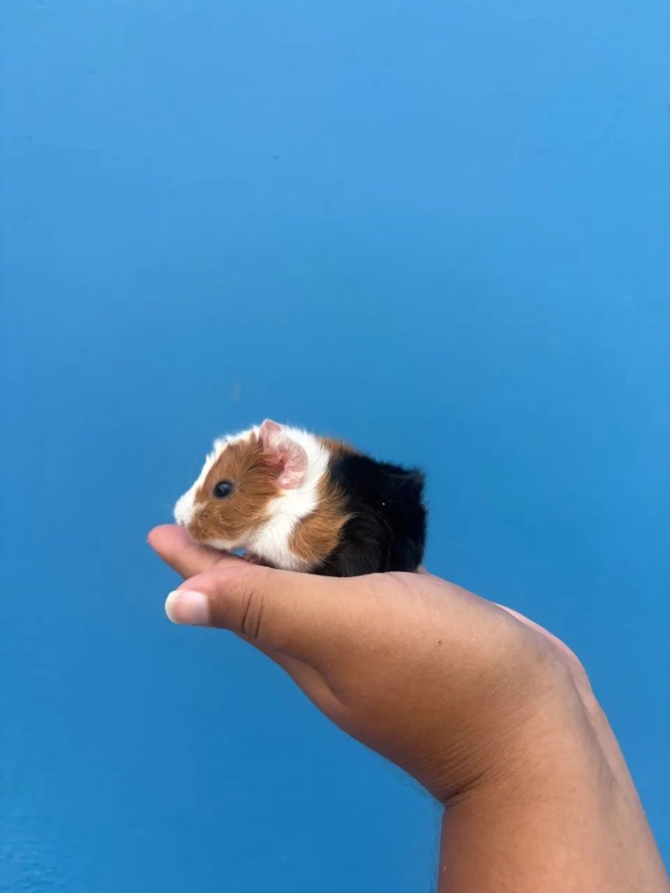Porquinho da Índia - Macho - 15 dias - Raça Abissínio - Foto 2