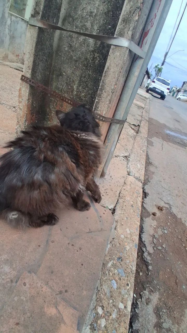 Gata adulta para adoção  - Foto 3