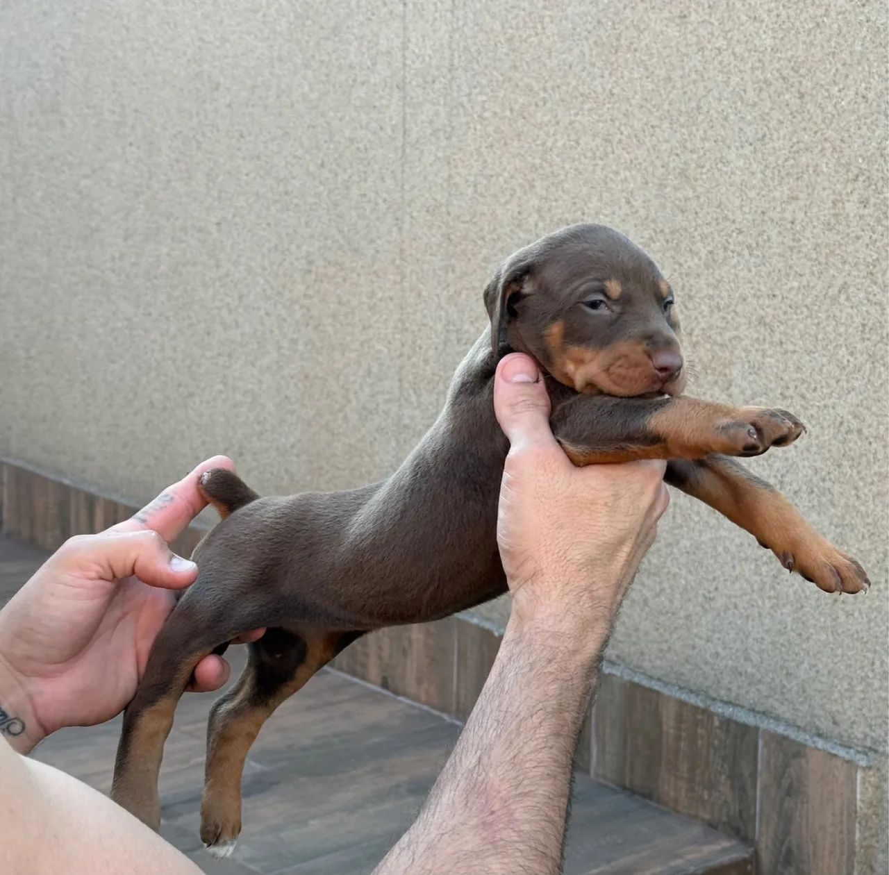 Filhotes de Doberman - Foto 3