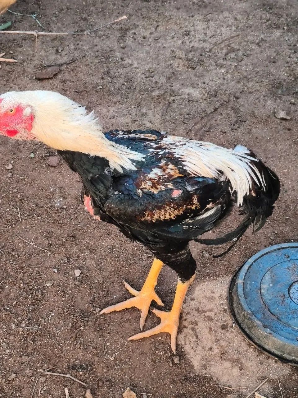Frango índio gigante  - Foto 5